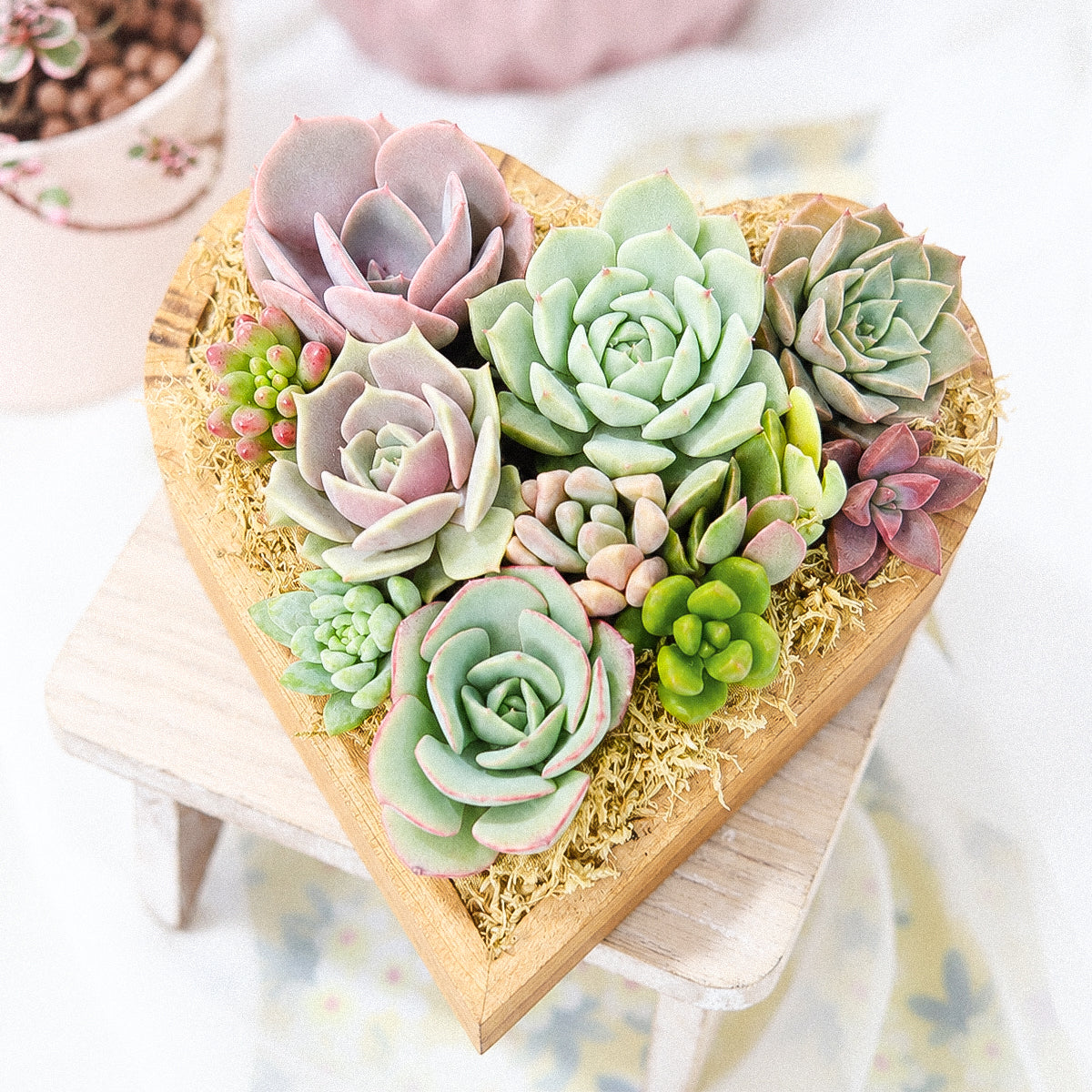 Buy Small 6.1" Succulent Heart Arrangement online. A charming heart-shaped succulent display, perfect for thoughtful gifts, home decor, and special occasions.