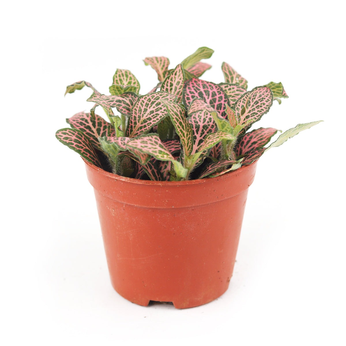 pink green leaf indoor plant Pink Nerve Plant (Fittonia Pink) - Live Tropical Feng Shui Houseplant