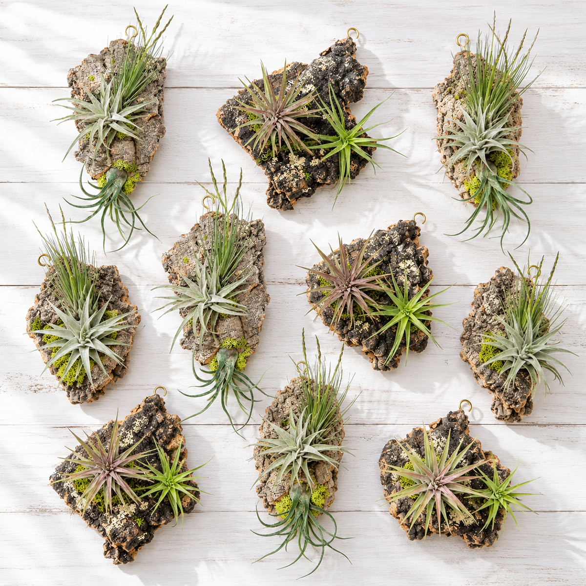 top-down view of ten small air plants mounted on individual cork bark pieces, arranged in rows displaying varied green textures and shapes, ready for wall or shelf display