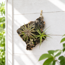 live air plant wall hanging, small tillandsia cork bark mount 4x6, air plant wall decor, air plant home decor, no soil indoor plant decor, small living wall art