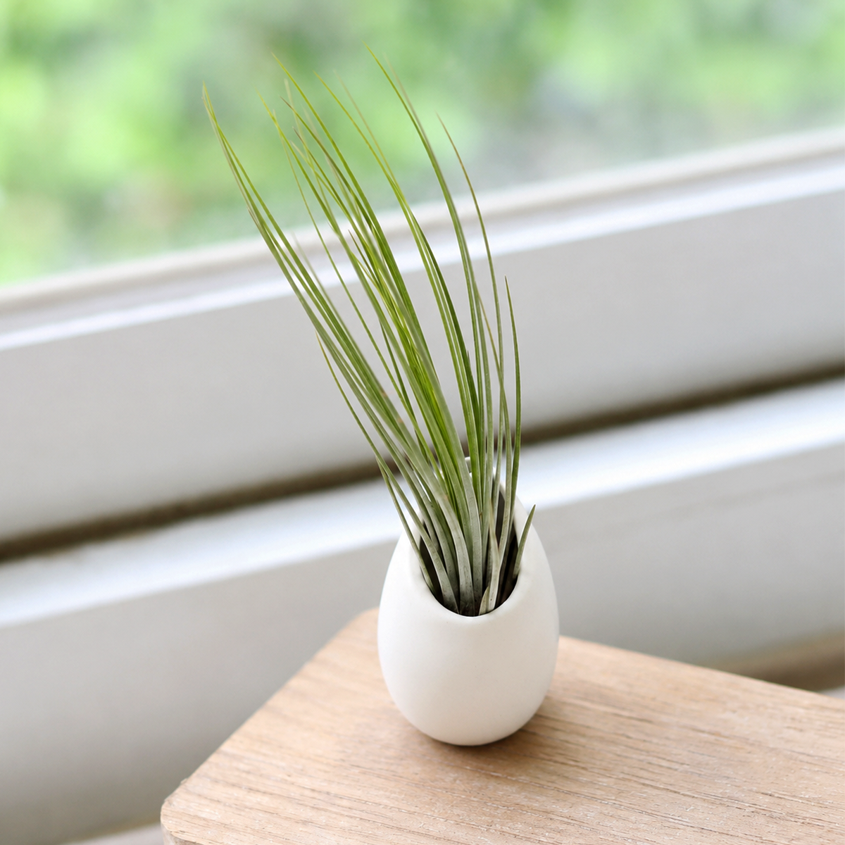 buy Tillandsia Juncea Air Plant with Small Ivory Ceramic Vase live air plant online, silver-green narrow grassy leaves, upright architectural rosette form, slow-growing and easy care, elegant desk or shelf display, thoughtful gift for plant lovers