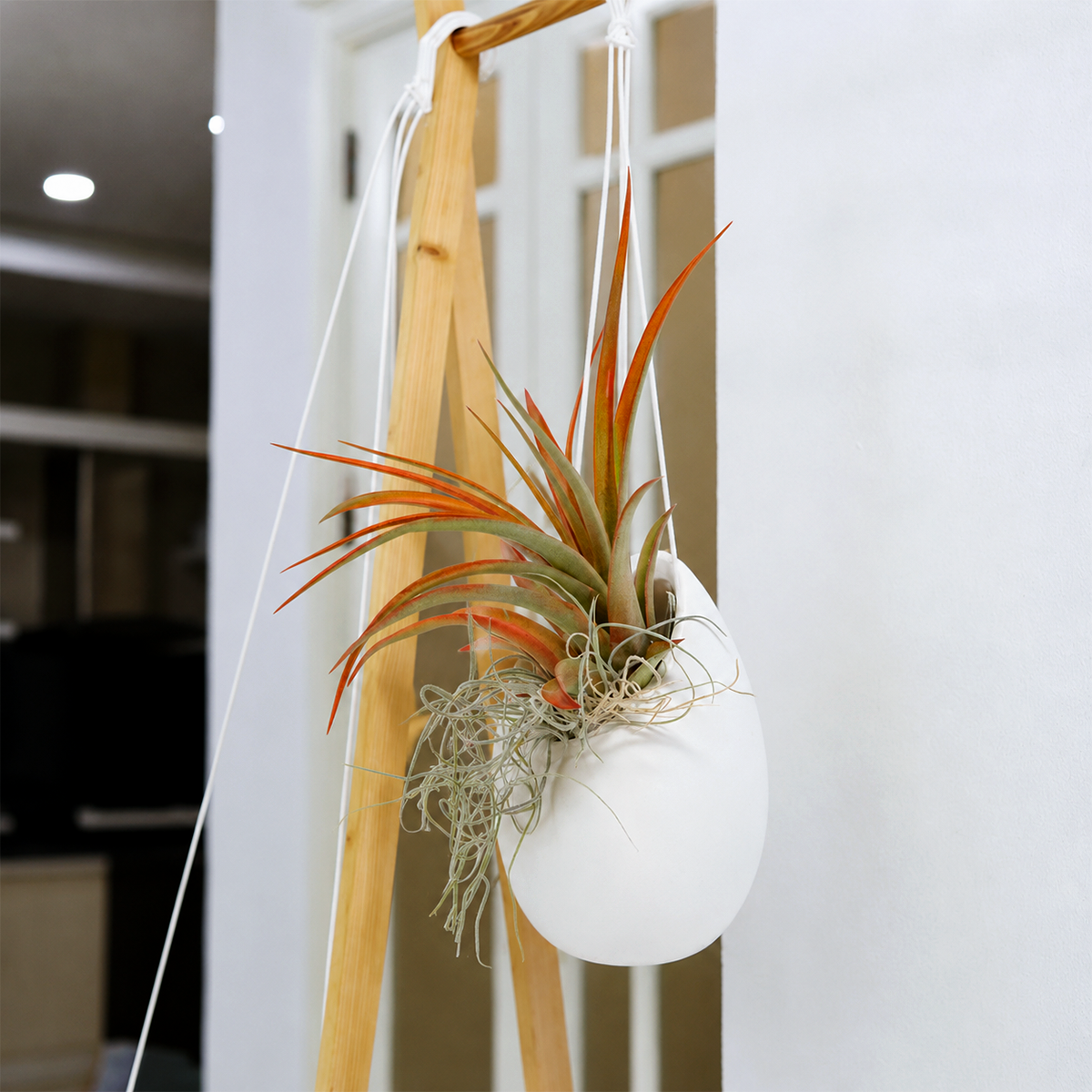 buy Tillandsia Red Abdita and Spanish Moss with Small Ivory Ceramic Vase live air plant online, vivid red and silvery green tones, soft velvety rosette texture with trailing moss strands, compact upright growth with cascading accent, no soil easy care, elegant bohemian desk decor, thoughtful living gift for plant lovers