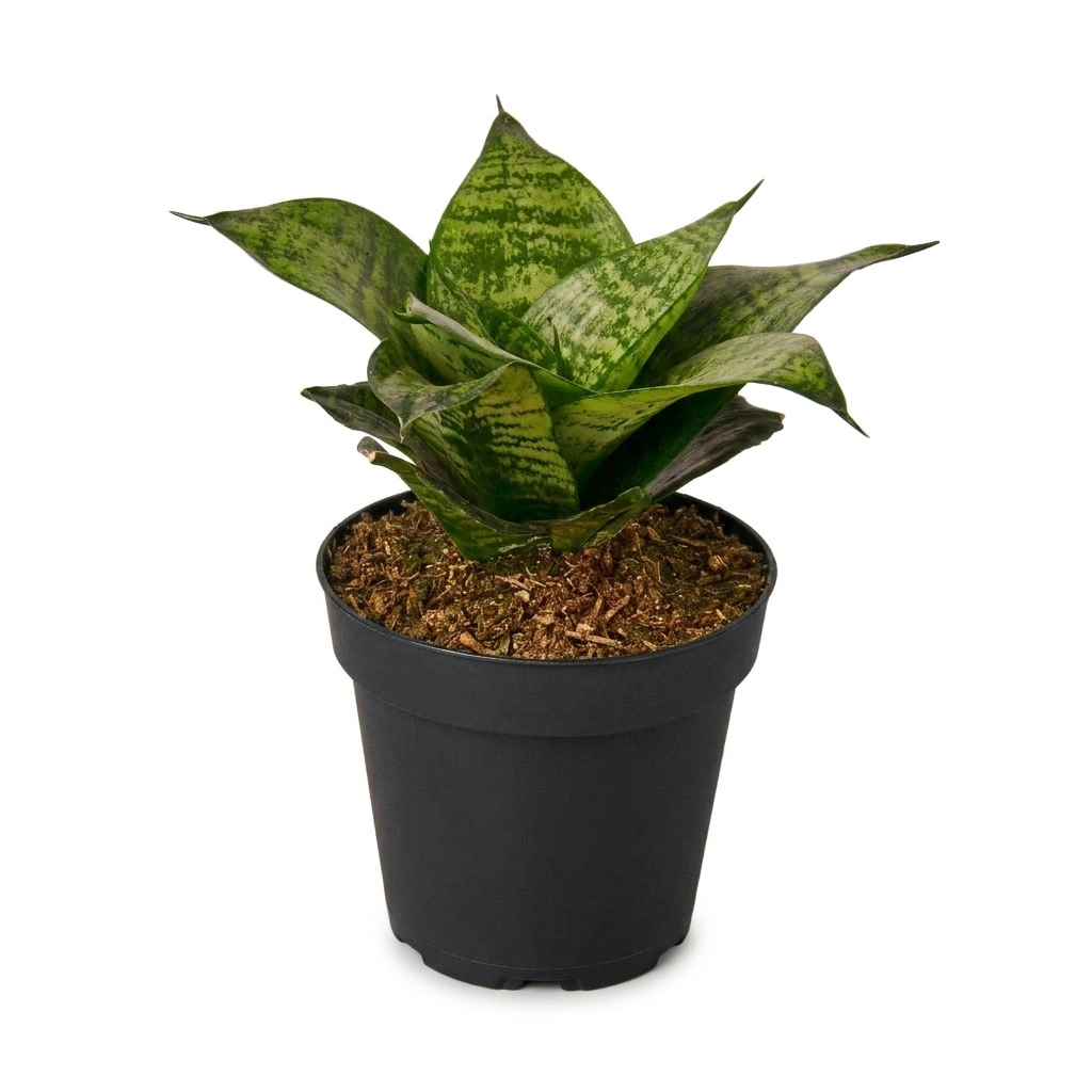 4 inch snake plant in grower pot, small air purifying plants for desks, Black Robusta Sansevieria trifasciata, dark green snake plant varieties, sword-shaped leaf succulents