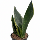 Rare Dark Green Sansevieria Trifasciata houseplant, Devil's Tongue plant, Mother-in-Law's Tongue Fabi, Air purifying bedroom plants, Low maintenance succulents