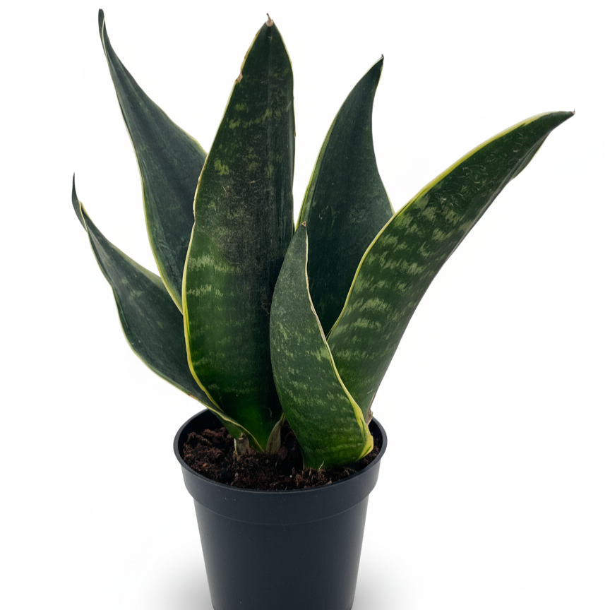 Rare Dark Green Sansevieria Trifasciata houseplant, Devil's Tongue plant, Mother-in-Law's Tongue Fabi, Air purifying bedroom plants, Low maintenance succulents