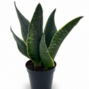 Rare Dark Green Sansevieria Trifasciata houseplant, Devil's Tongue plant, Mother-in-Law's Tongue Fabi, Air purifying bedroom plants, Low maintenance succulents