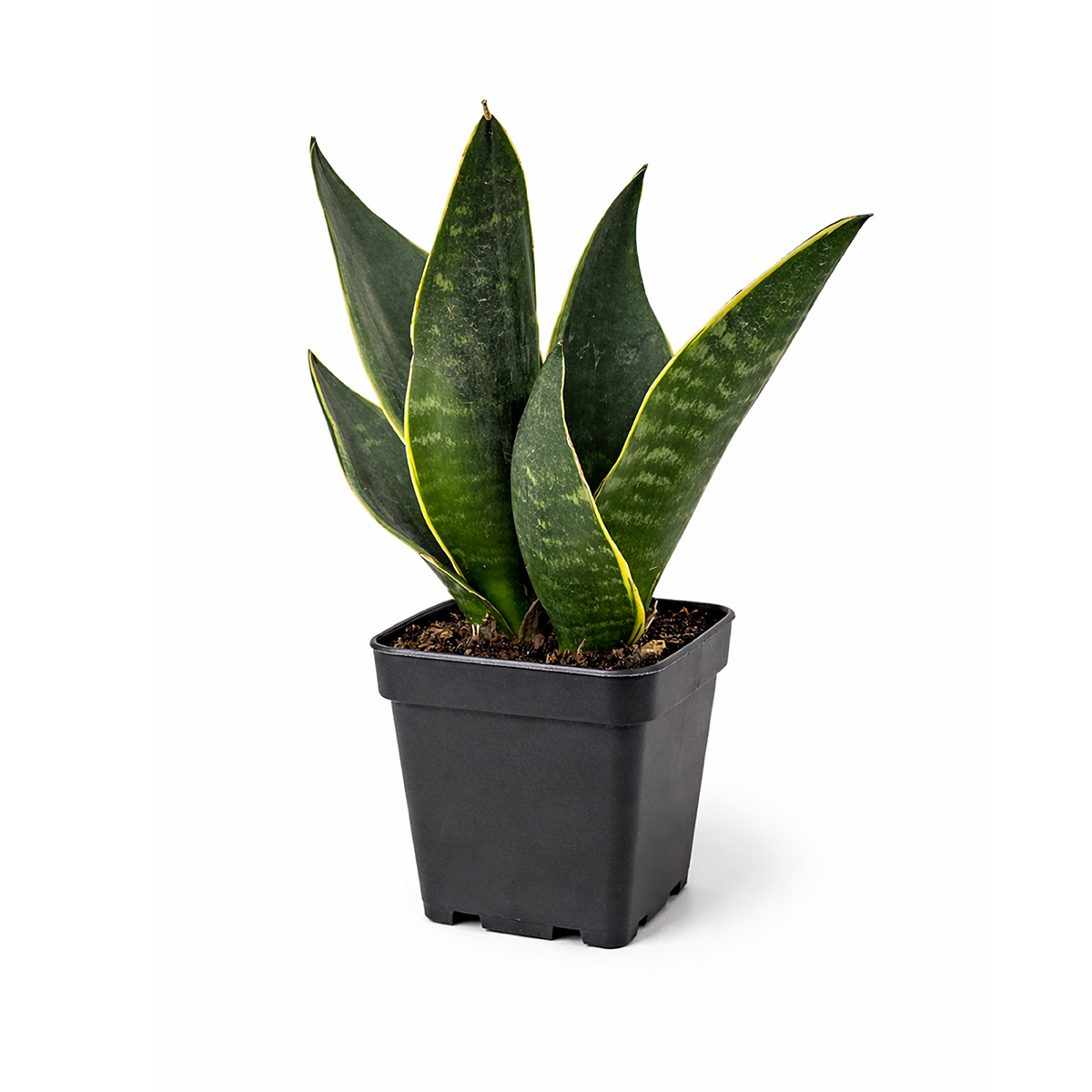 Snake Plant 'Fabi' 6 inch grower pot for sale, Easy Care Midnight Snake Plant for Bedrooms, Buy Devil's Tongue Houseplant