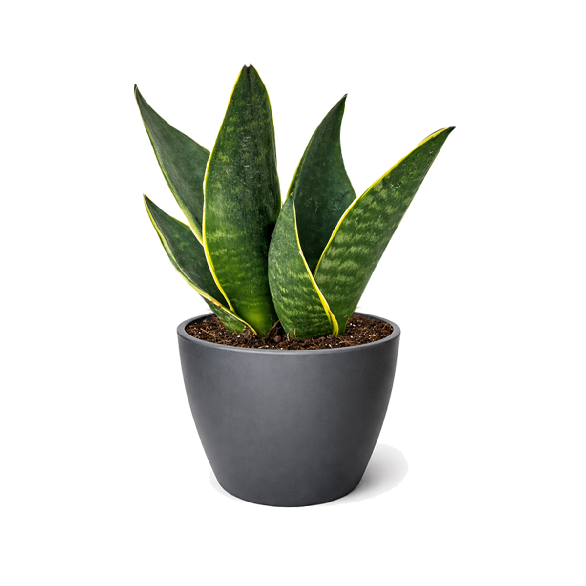Snake Plant 'Fabi' 6 inch grower pot for sale, Easy Care Midnight Snake Plant for Bedrooms, Buy Devil's Tongue Houseplant