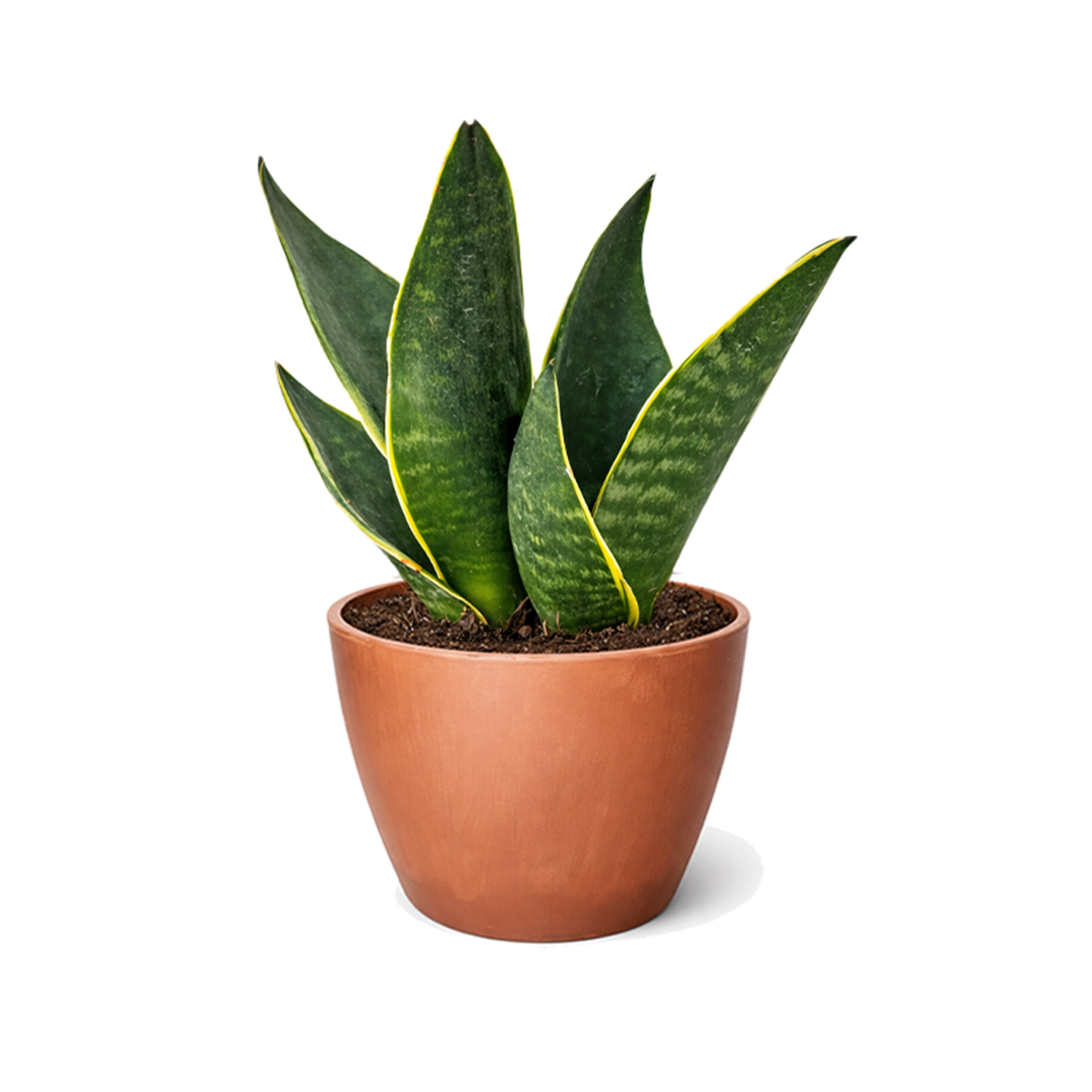small snake plant for sale Sansevieria Fabi: Easy Care Midnight Snake Plant for Bedrooms 6" Pot by Succulents Box