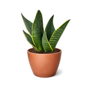 Snake Plant 'Fabi' 6 inch grower pot for sale, Easy Care Midnight Snake Plant for Bedrooms, Buy Devil's Tongue Houseplant