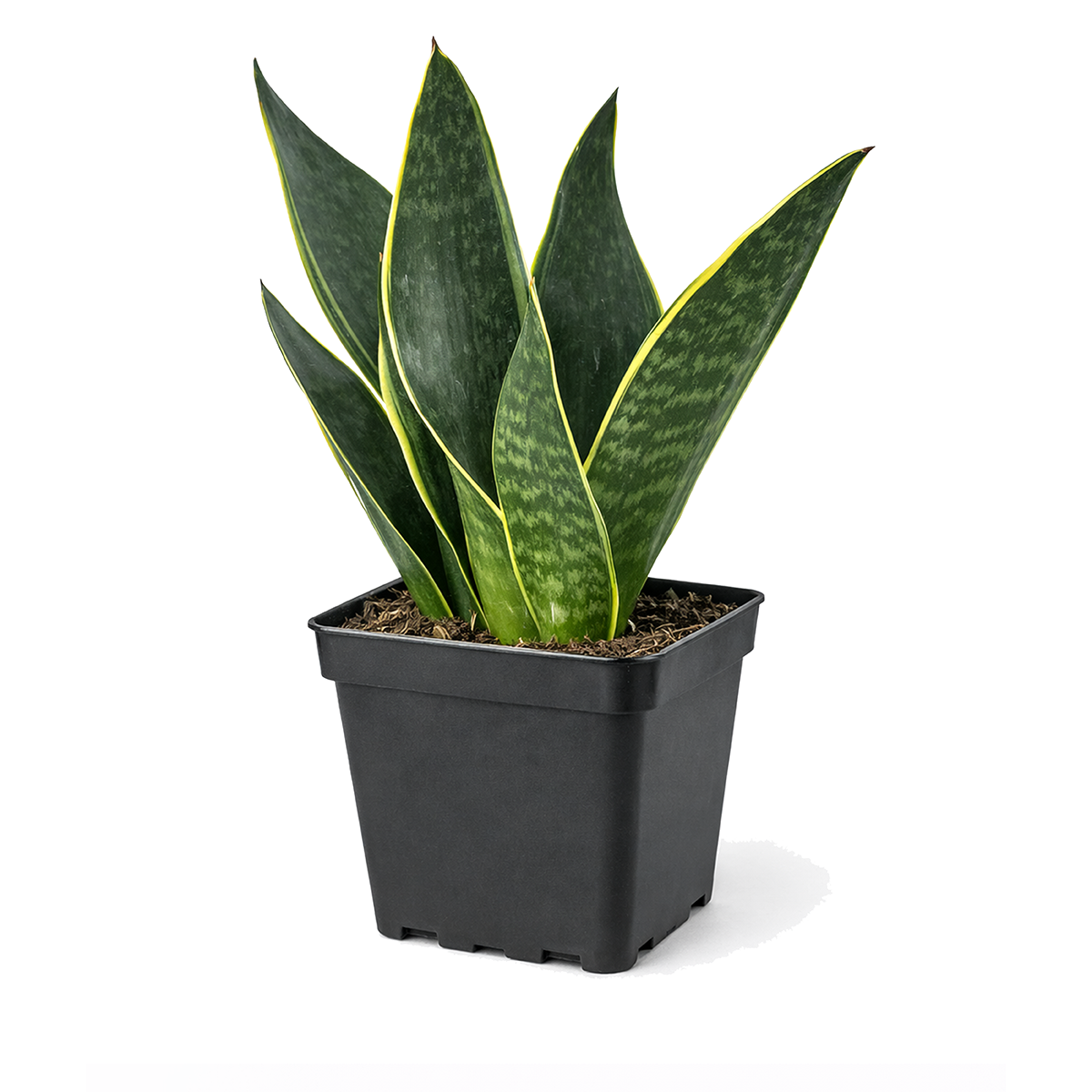 Snake Plant 'Fabi' 6 inch grower pot for sale, Easy Care Midnight Snake Plant for Bedrooms, Buy Devil's Tongue Houseplant