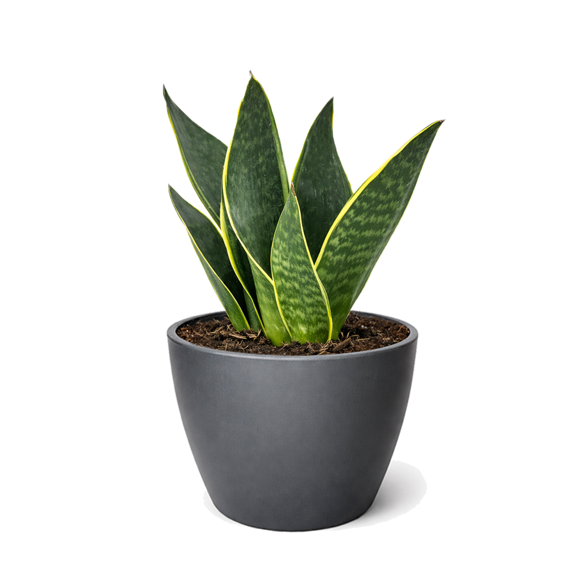 Snake Plant 'Fabi' 6 inch grower pot for sale, Easy Care Midnight Snake Plant for Bedrooms, Buy Devil's Tongue Houseplant