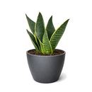 Snake Plant 'Fabi' 6 inch grower pot for sale, Easy Care Midnight Snake Plant for Bedrooms, Buy Devil's Tongue Houseplant