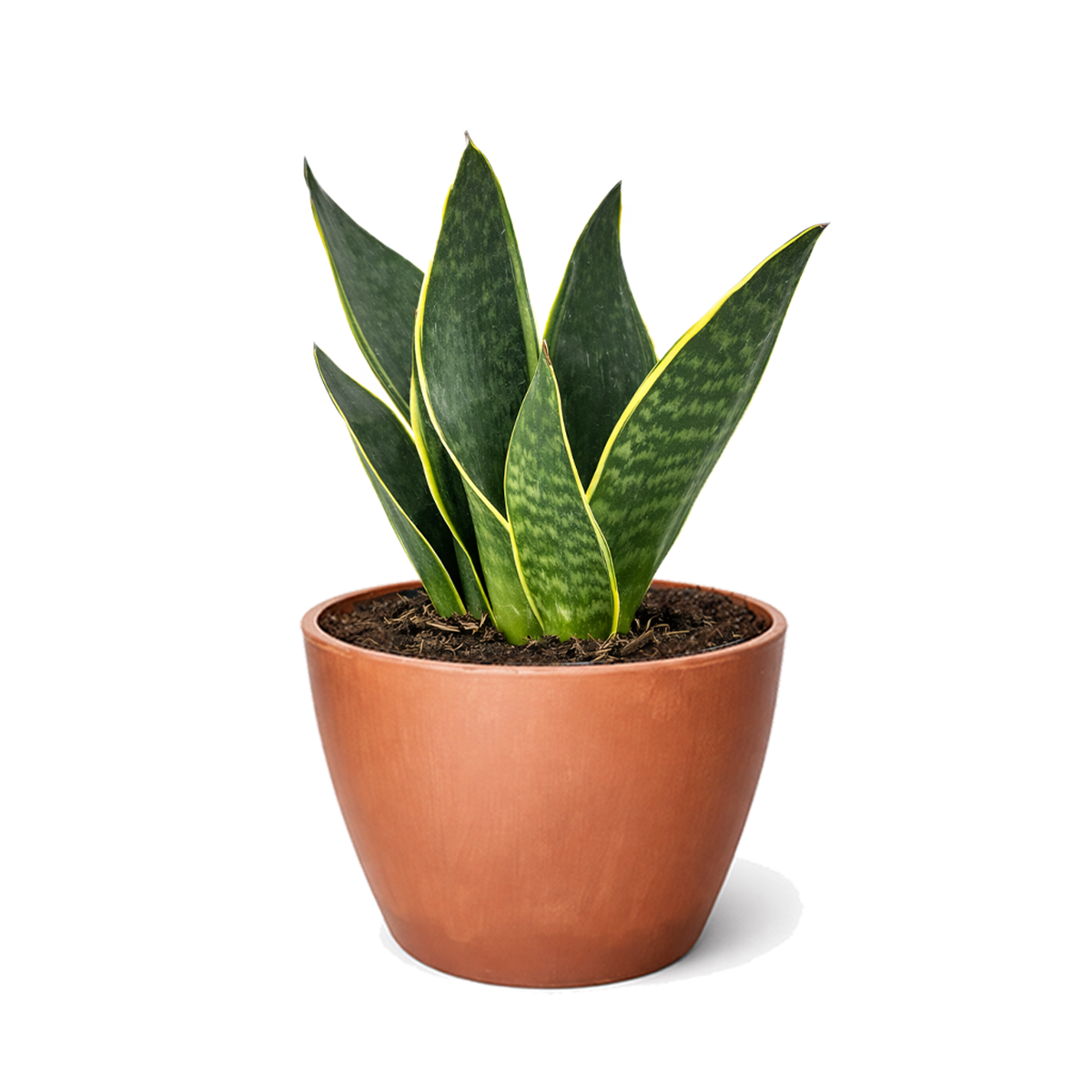 sansevieria punk Sansevieria Fabi: Easy Care Midnight Snake Plant for Bedrooms 6" Pot by Succulents Box