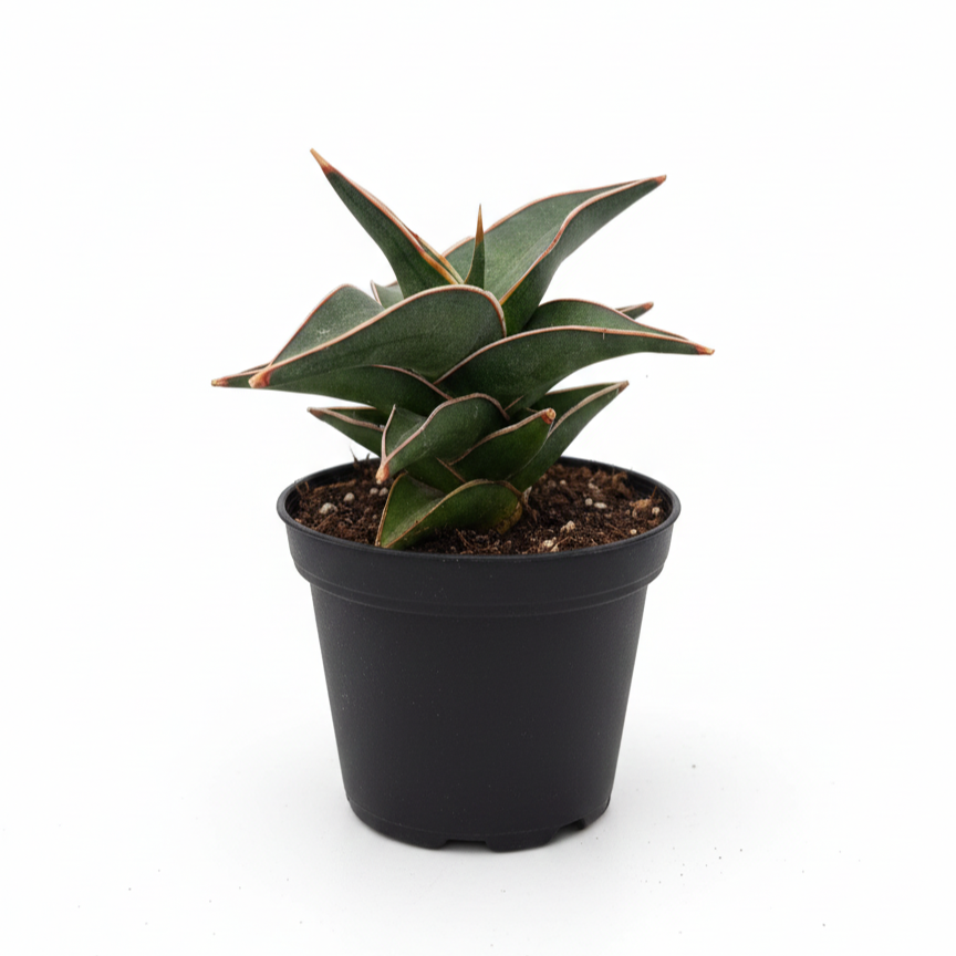 Small snake plant, desk succulents, air purifying plants, Sansevieria Lavranos, easy indoor gardening, modern home decor plants