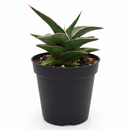Small snake plant, desk succulents, air purifying plants, Sansevieria Lavranos, easy indoor gardening, modern home decor plants