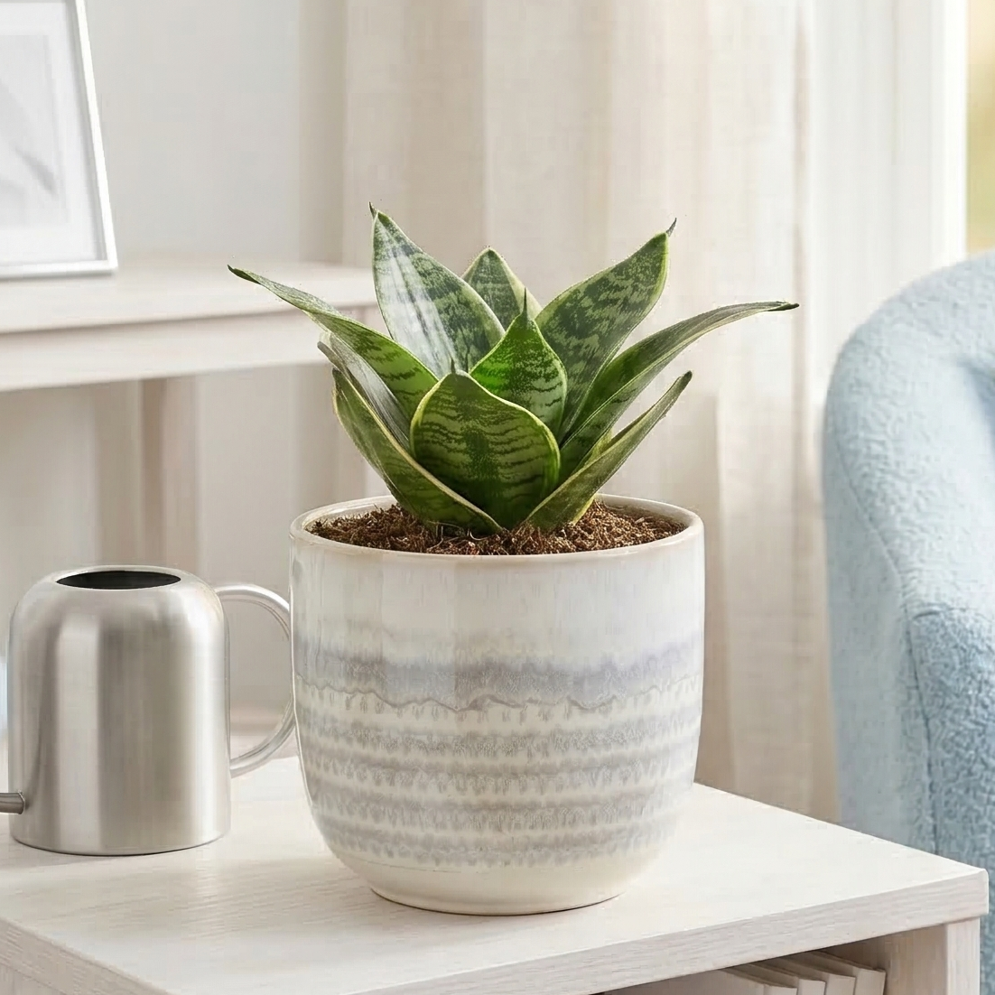Snake Plant Black Robusta live plant for sale, Snake Plant Black Robusta live plant dark green indoor houseplant, Sansevieria Black Robusta indoor plant gift for plant lovers, Snake Plant Black Robusta low water requirements indoor greenery