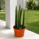 Snake Plant Cylindrica - 4" Pot - NURSERY POT ONLY