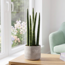 Snake Plant Cylindrica