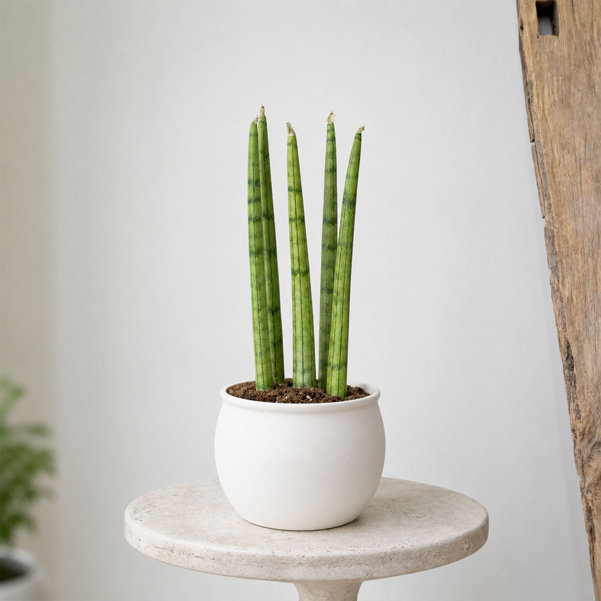 Buy 4 inch Snake Plant Cylindrica online. Snake Plant Cylindrica is a unique succulent houseplant featuring upright cylindrical leaves that add a sleek, architectural touch to any indoor space. It thrives in bright, indirect light but also adapts well to lower light conditions, requiring only occasional watering in well-draining soil. This easy-care indoor plant is perfect for homes, offices, or anyone looking to add a stylish and low-maintenance plant to their collection.