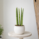 Snake Plant Cylindrica