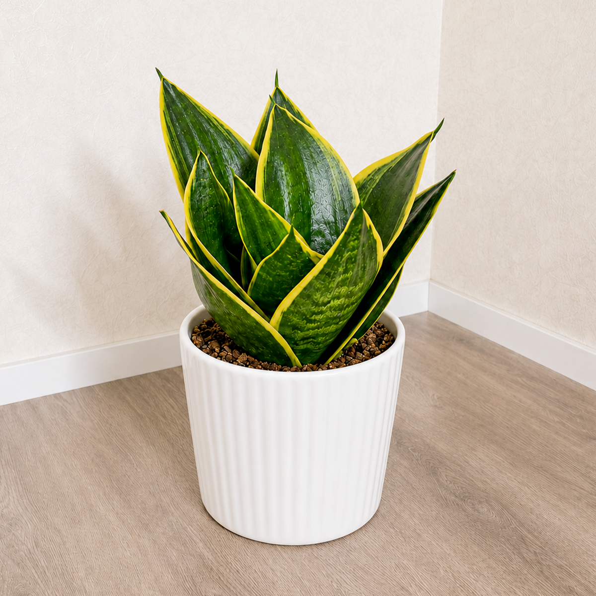 4 inch Snake Plant Emerald Star for sale. Snake Plant Emerald Star is a beautiful houseplant prized for its rich green upright foliage and compact, modern appearance. It thrives in bright, indirect light but also adapts well to lower light conditions, requiring only occasional watering in well-draining soil. This low-maintenance indoor plant is perfect for homes, offices, or anyone looking to add a stylish and air-purifying plant to their collection.