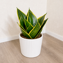 Snake Plant Emerald Star