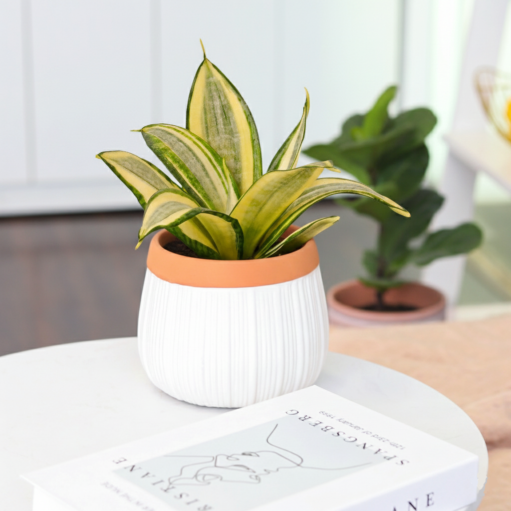 gold hahnii snake plant Snake Plant Gold Hahnii - Air Purifying, Drought-Tolerant Indoor Plants