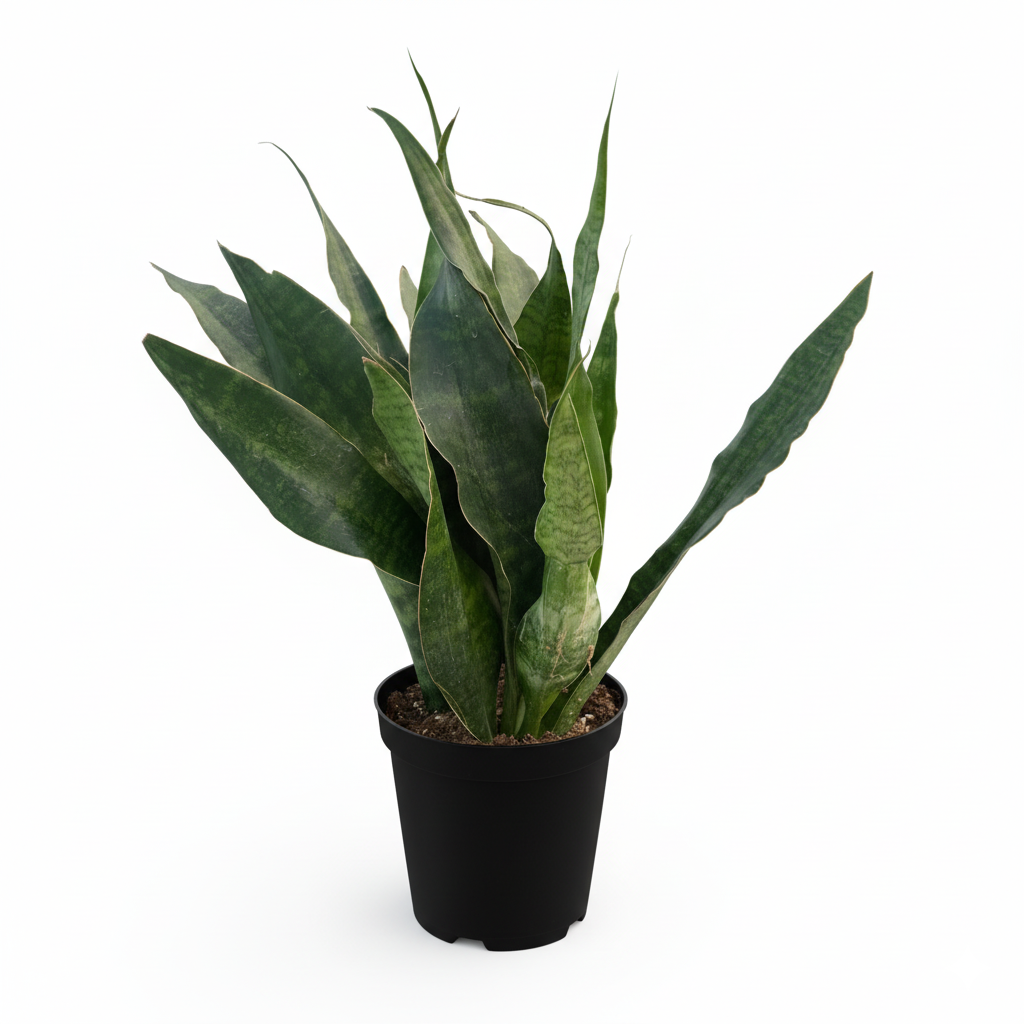 Snake Plant 'Jaboa' live plant for sale, Snake Plant Jaboa slow growing low maintenance houseplant, Snake Plant ‘Jaboa’ durable houseplant for busy plant owners