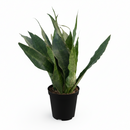 Snake Plant 'Jaboa' live plant for sale, Snake Plant Jaboa slow growing low maintenance houseplant, Snake Plant ‘Jaboa’ durable houseplant for busy plant owners