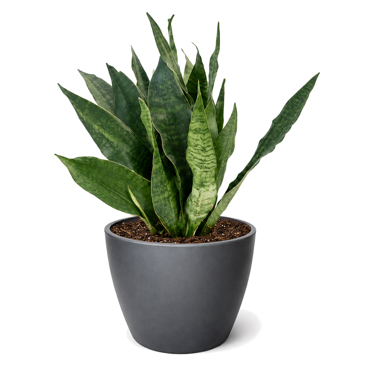 Buy Snake Plant 'Jaboa' live houseplant 6" pot online. Snake Plant 'Jaboa' is a striking indoor plant with upright, architectural foliage that adds a modern touch to any space. This slow-growing, low-maintenance houseplant thrives in bright, indirect light and tolerates a wide range of indoor conditions. A perfect choice for busy plant owners, homes, offices, and beginner plant lovers.