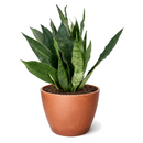 6" pot Snake Plant 'Jaboa' live houseplant for sale. Snake Plant 'Jaboa' is a durable tropical houseplant prized for its upright green foliage and easy-care nature. It grows well in bright, indirect light and requires minimal watering, making it ideal for low-maintenance indoor gardening. An excellent addition to modern interiors, offices, and any snake plant collection.