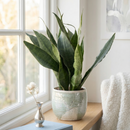 Snake Plant 'Jaboa' live plant for sale, Snake Plant Jaboa slow growing low maintenance houseplant, Snake Plant ‘Jaboa’ durable houseplant for busy plant owners
