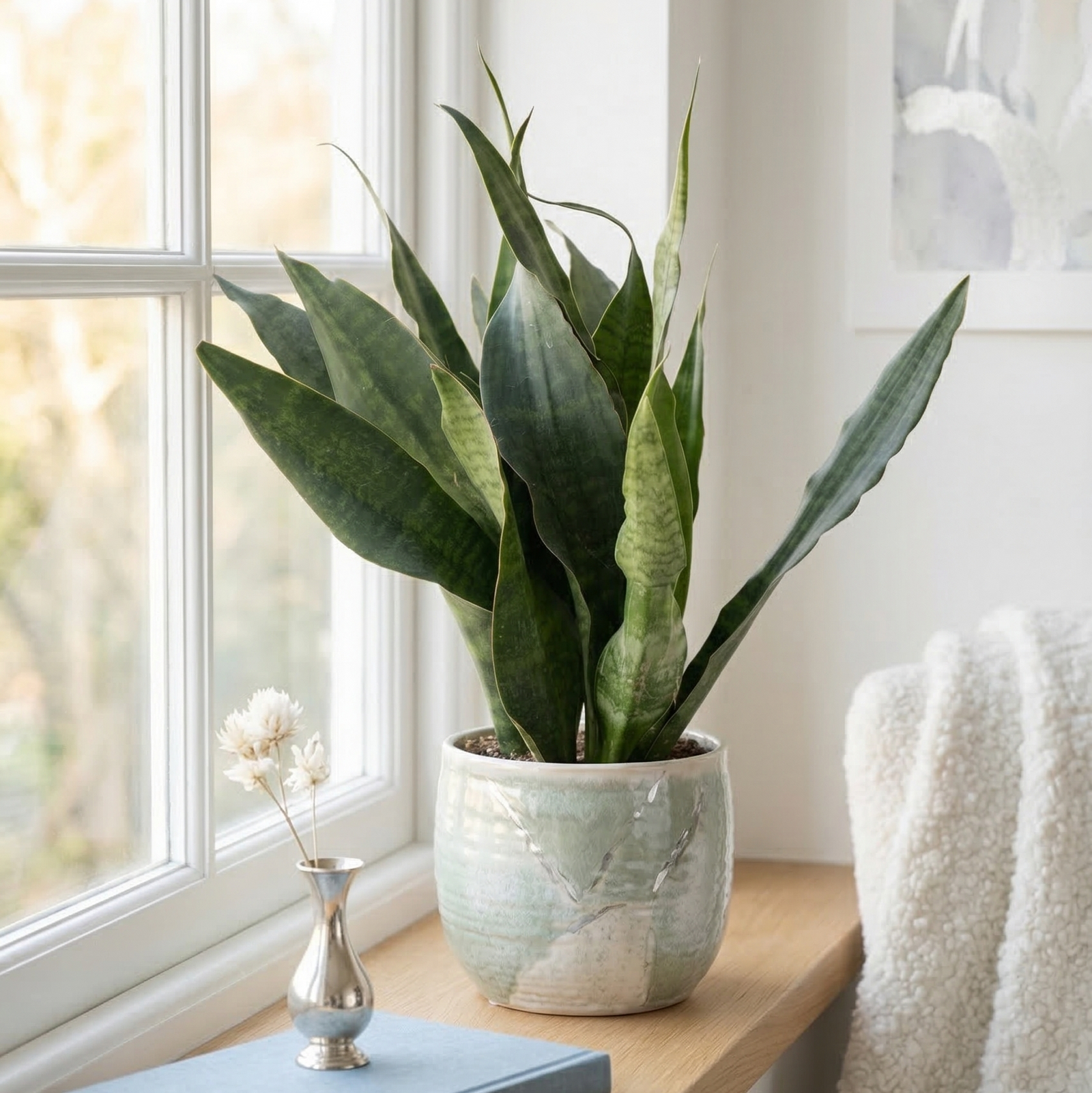 Buy Snake Plant 'Jaboa' live plant online, Snake Plant Jaboa easy care beginner friendly houseplant, Sansevieria Jaboa modern minimalist indoor plant gift