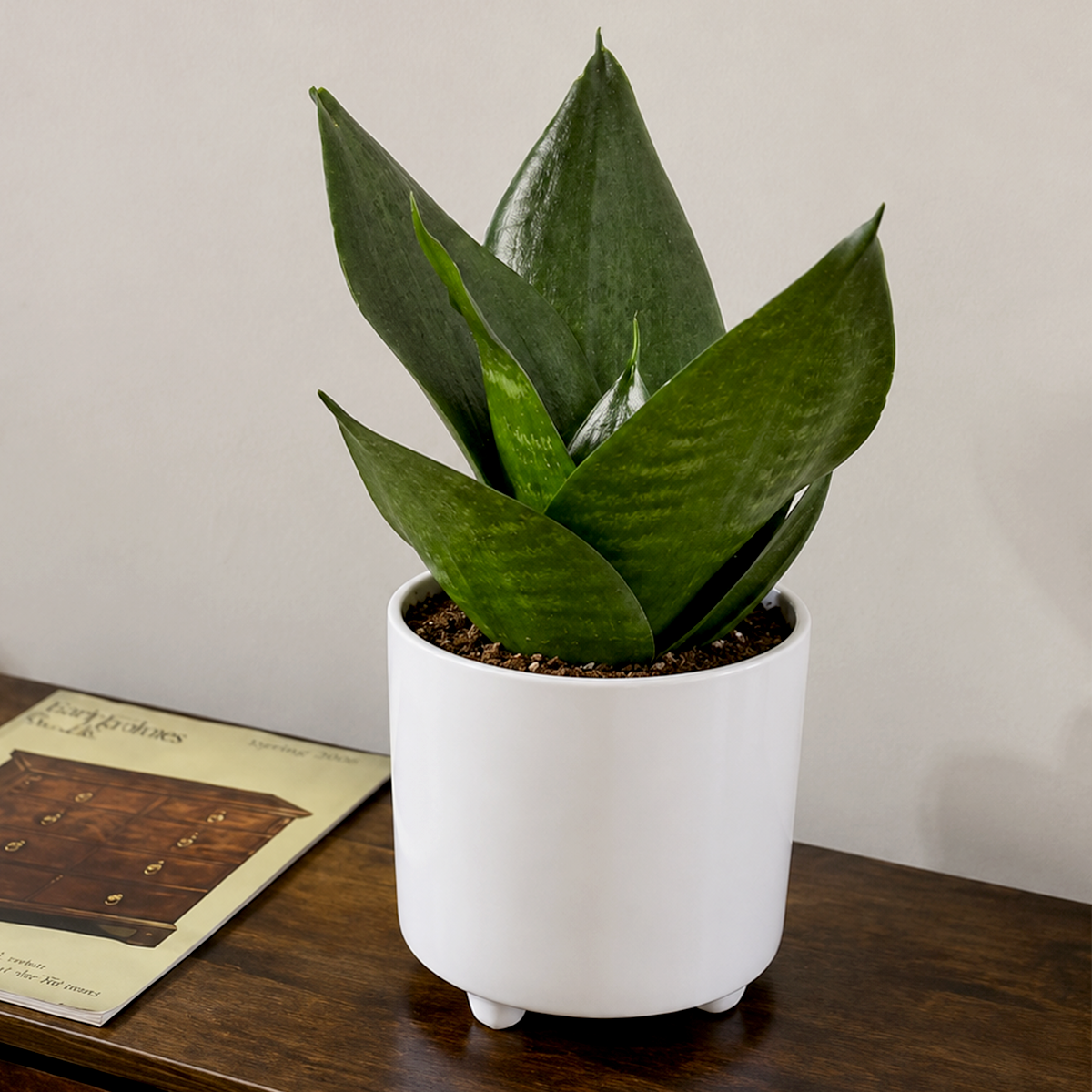 Buy 4 inch Snake Plant Jade online. Snake Plant Jade is a compact houseplant admired for its thick, upright green leaves and clean, modern appearance. It thrives in bright, indirect light but also tolerates lower light conditions, requiring only occasional watering in well-draining soil. This low-maintenance indoor plant is perfect for homes, offices, or anyone looking to add a hardy and air-purifying plant to their collection.