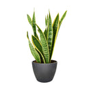 best place to buy outdoor plants online, Snake Plant Sansevieria Laurentii 6 inch, Snake Plant Sansevieria Laurentii 6 inch for sale, buy Snake Plant Sansevieria Laurentii online