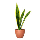 best place to buy outdoor plants online, Snake Plant Sansevieria Laurentii 6 inch, Snake Plant Sansevieria Laurentii 6 inch for sale, buy Snake Plant Sansevieria Laurentii online