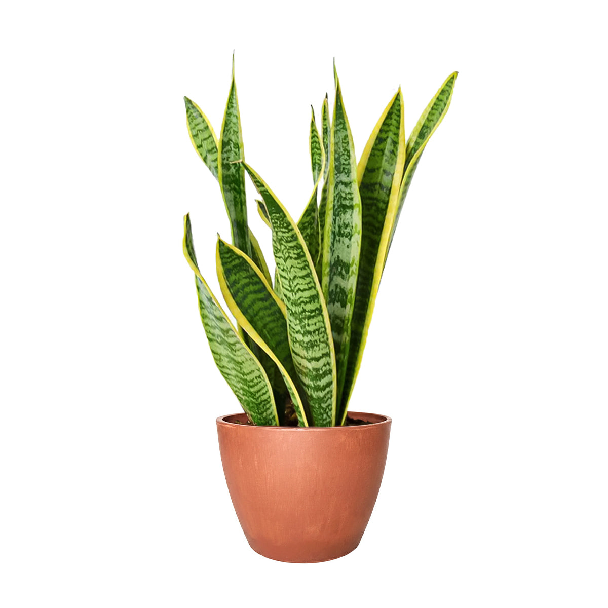 best place to buy outdoor plants online, Snake Plant Sansevieria Laurentii 6 inch, Snake Plant Sansevieria Laurentii 6 inch for sale, buy Snake Plant Sansevieria Laurentii online