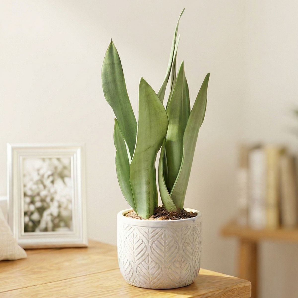 Sansevieria Trifasciata Moonshine, 6 inch houseplants, low-maintenance indoor plants, buy plants online