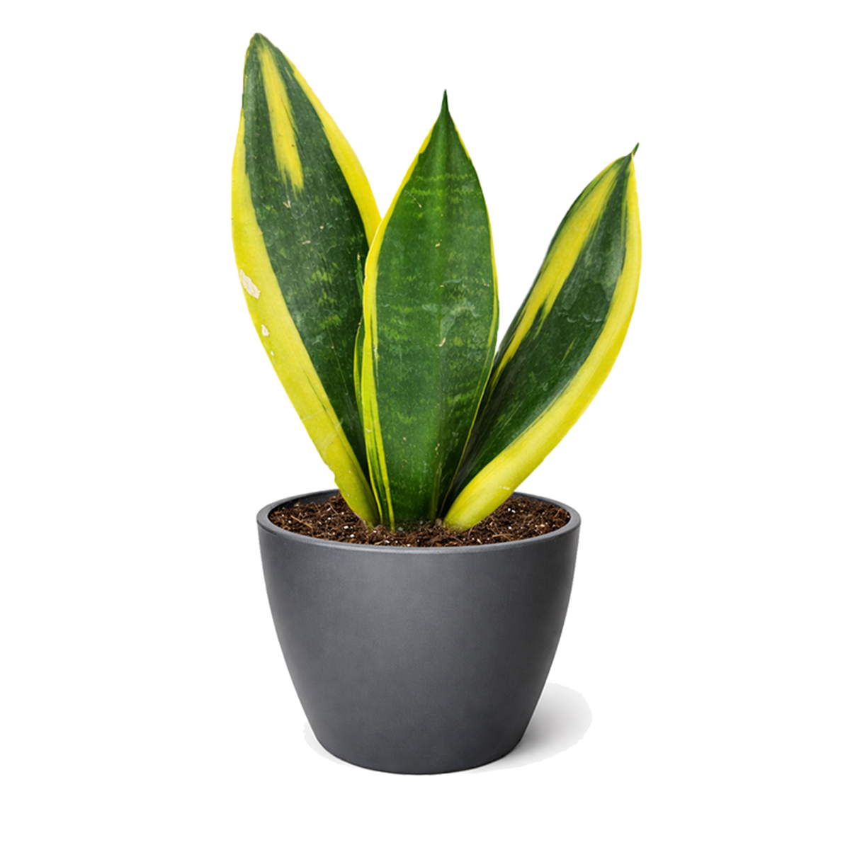Snake Plant Sansevieria Gold Flame, low light houseplant, best air-purifying plant, online plant nursery california