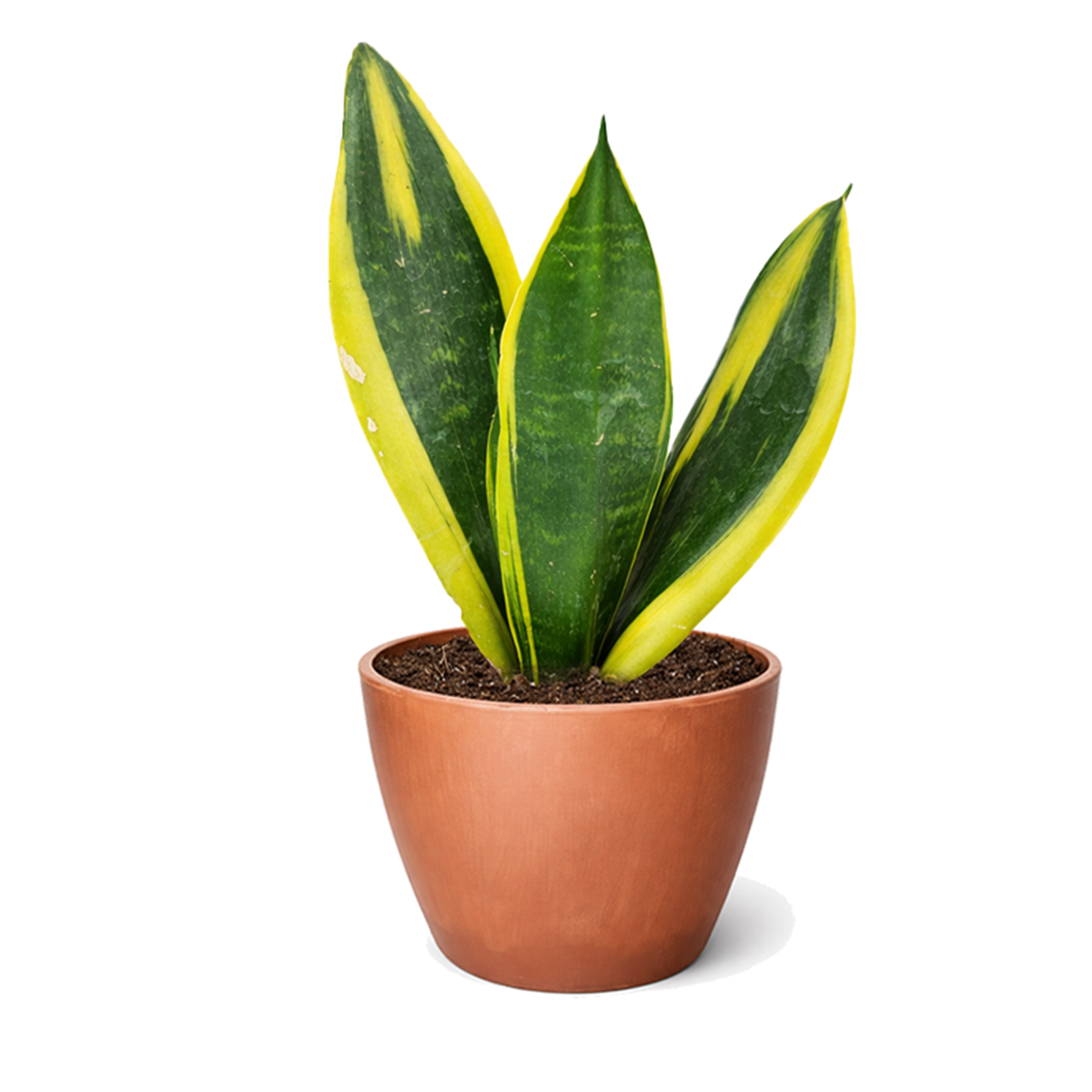 Snake Plant Sansevieria Gold Flame, low light houseplant, best air-purifying plant, online plant nursery california