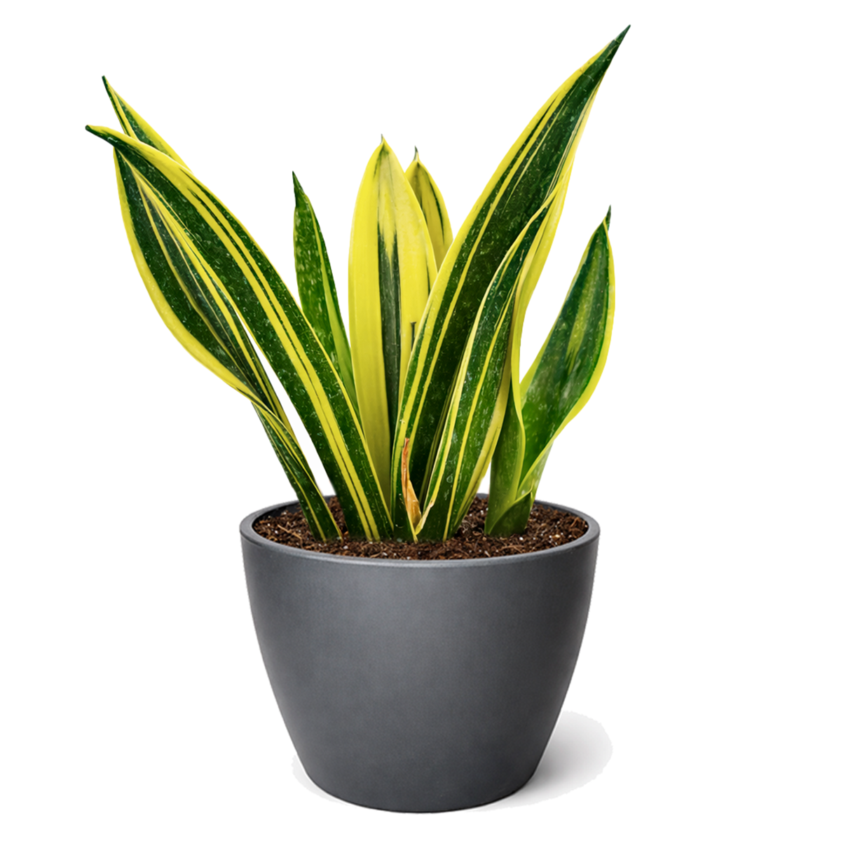 golden sansevieria care Snake Plant Sansevieria Gold Flame - Air-purifying, Easy to Care Plant