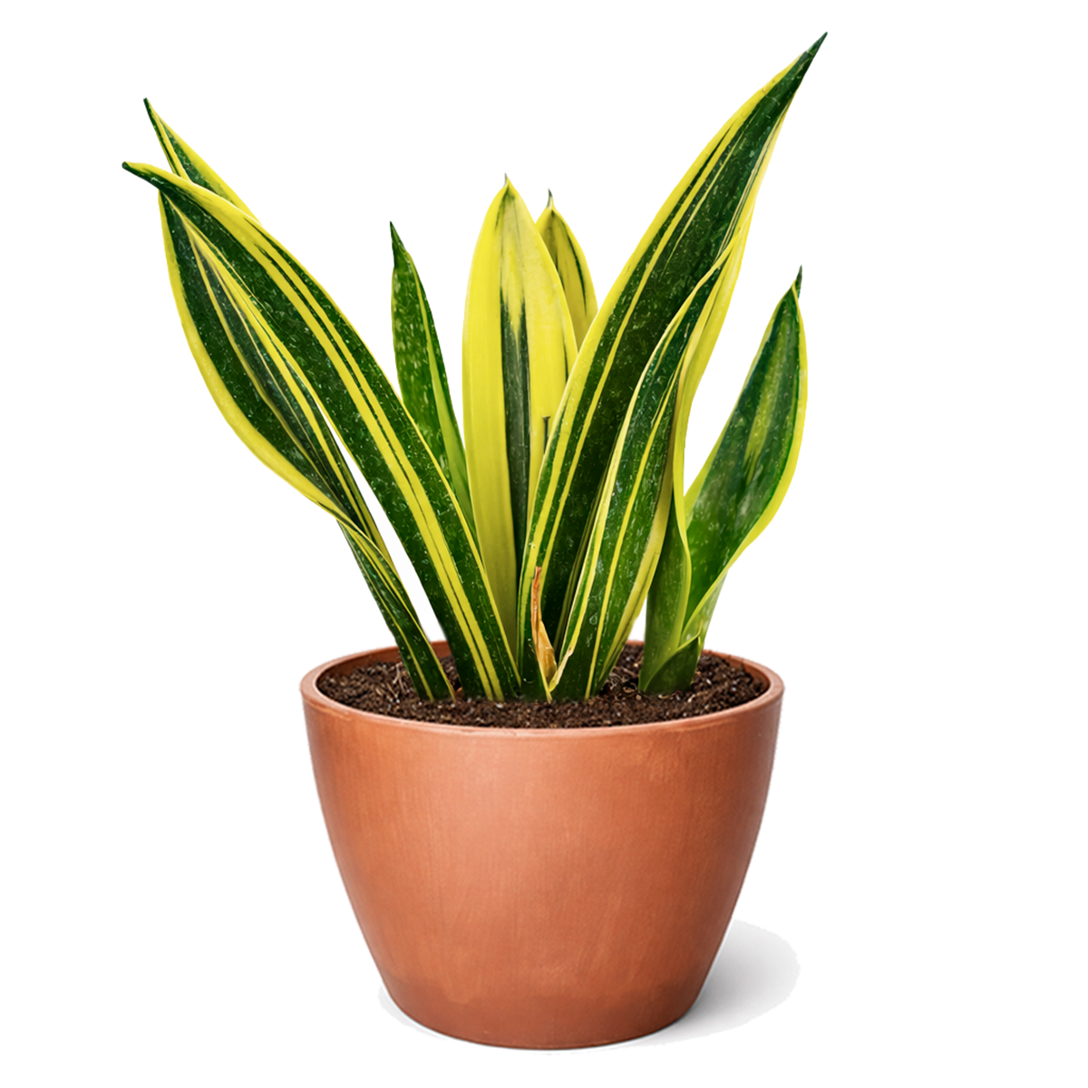 Snake Plant Sansevieria Gold Flame, low light houseplant, best air-purifying plant, online plant nursery california