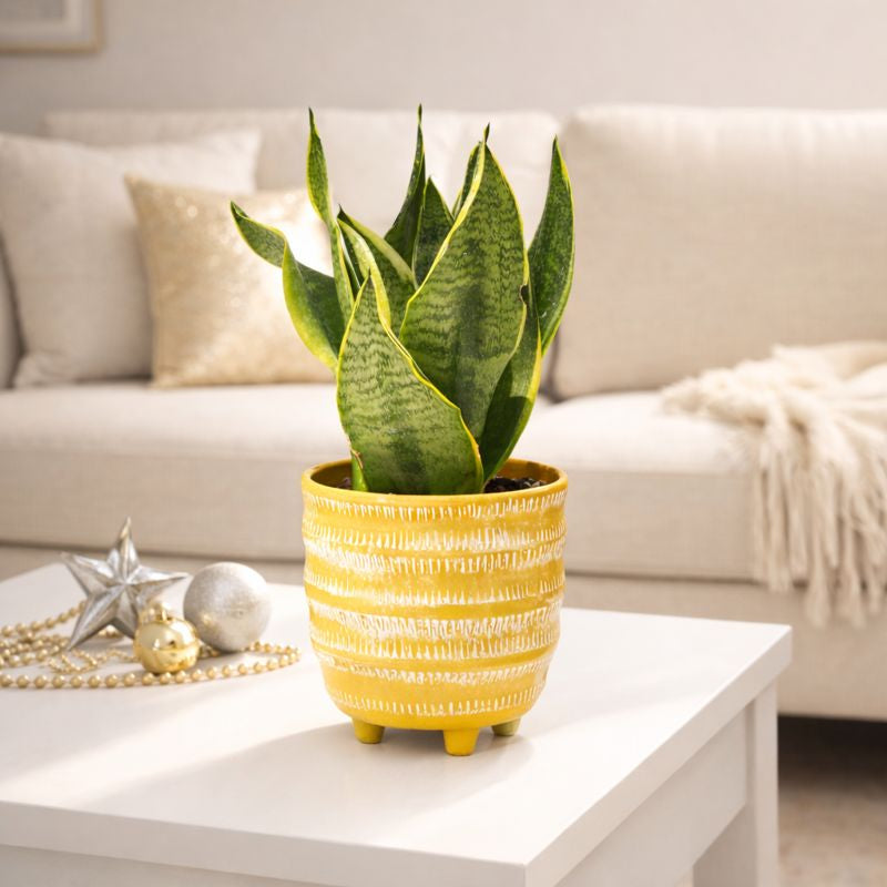 6 inch Snake Plant Sansevieria Laurentii in yellow decorative pot, easy to care houseplants, large live plants for sale
