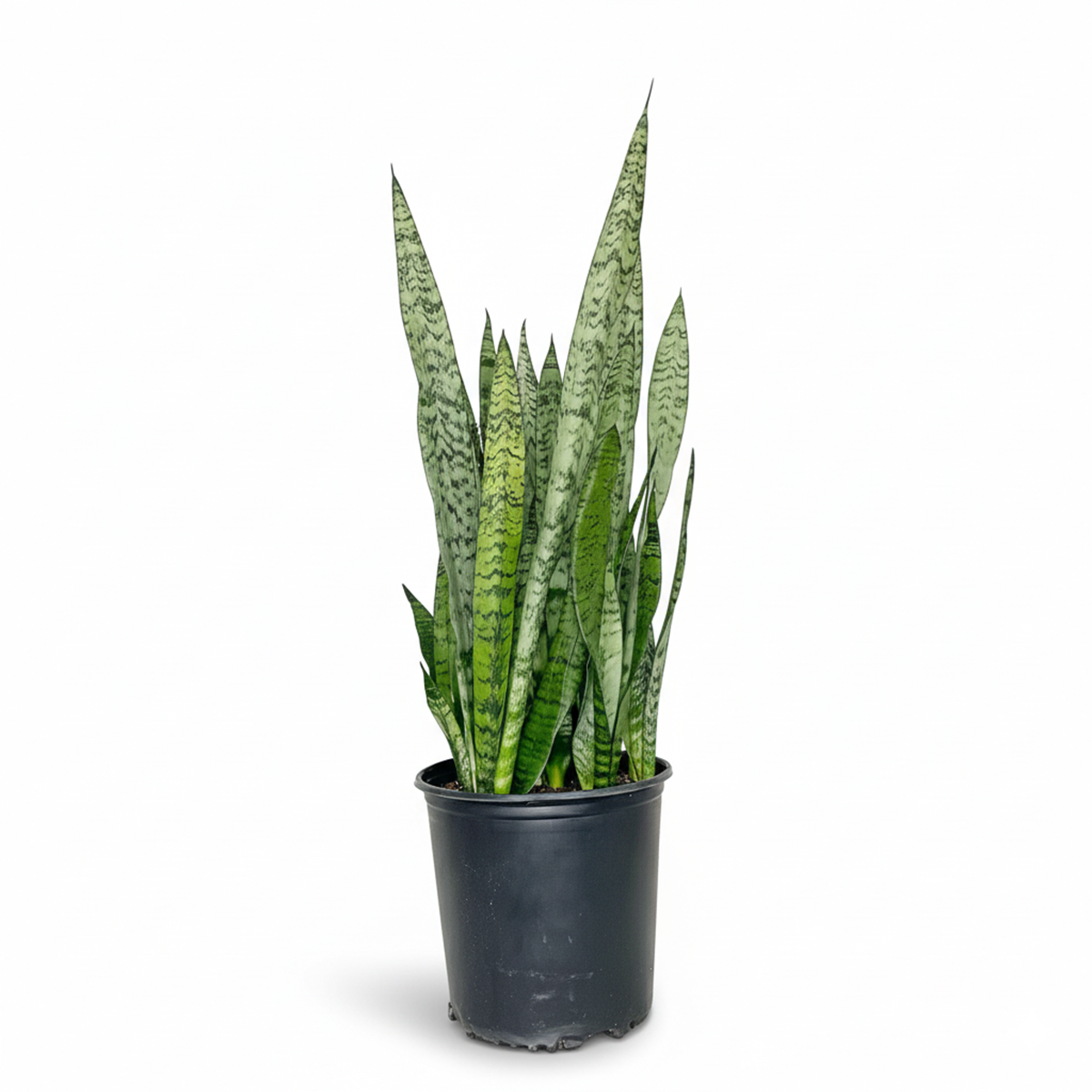 Snake Plant Sansevieria Zeylanica, 4 inch snake plants, 4 inch houseplants, indoor plants for sale