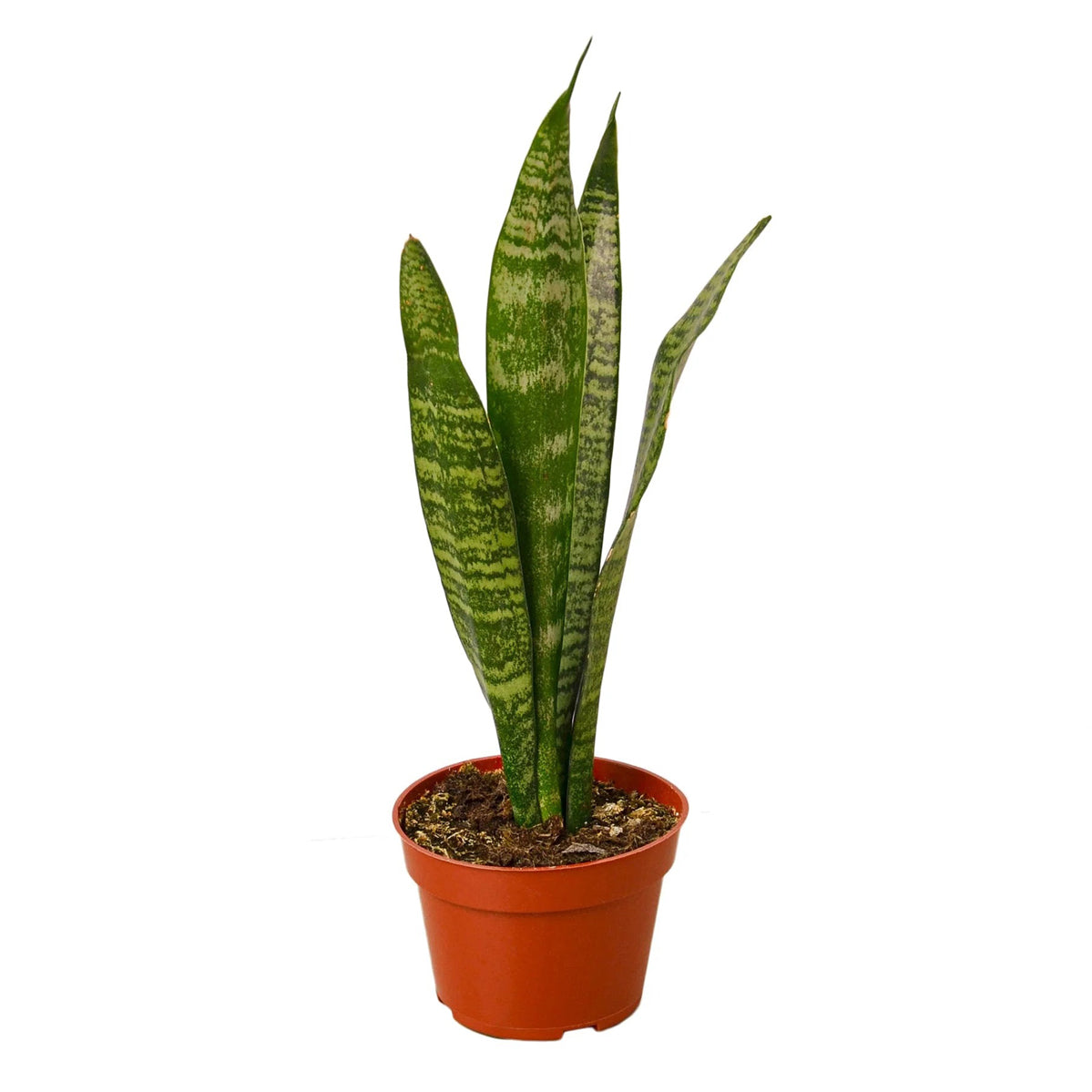 Snake Plant Sansevieria Zeylanica, 4 inch snake plants, 4 inch houseplants, indoor plants for sale