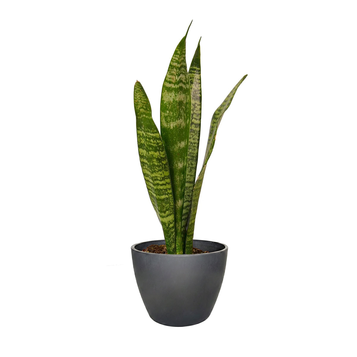 Snake Plant Sansevieria Zeylanica, 4 inch snake plants, 4 inch houseplants, indoor plants for sale