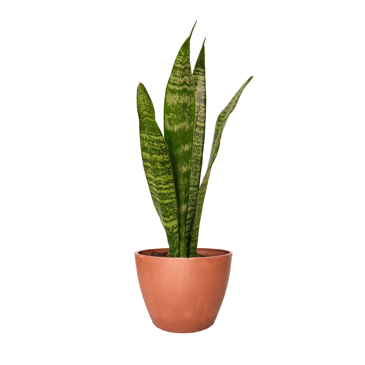 Snake Plant Sansevieria Zeylanica, 4 inch snake plants, 4 inch houseplants, indoor plants for sale