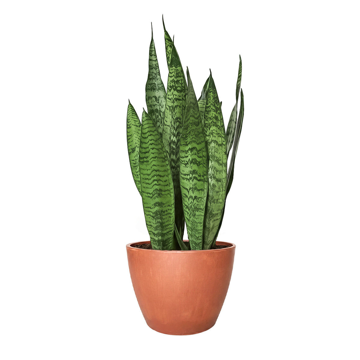 is snake plant succulent Snake Plant Sansevieria Zeylanica - Air-purifying Houseplants For Sale