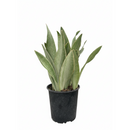 Sansevieria Sayuri Live Plant, Silver Metallica Snake Plant 4" or 6" Pot, low-maintenance, air-purifying plant for modern homes